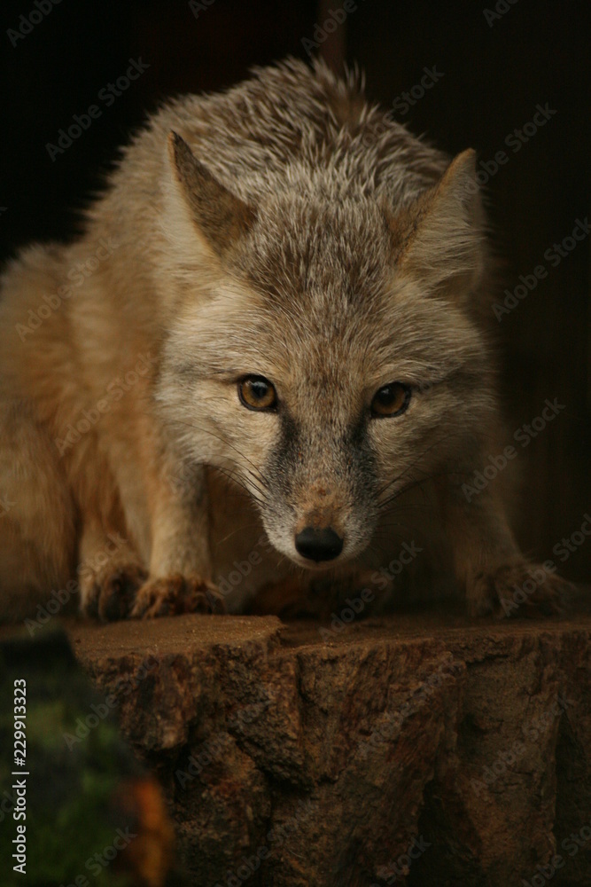 Coyote portrait isolated on a dark background.
