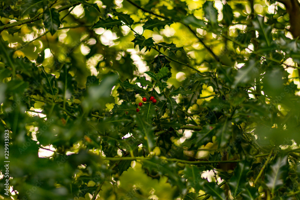 Holly bush Holly bush