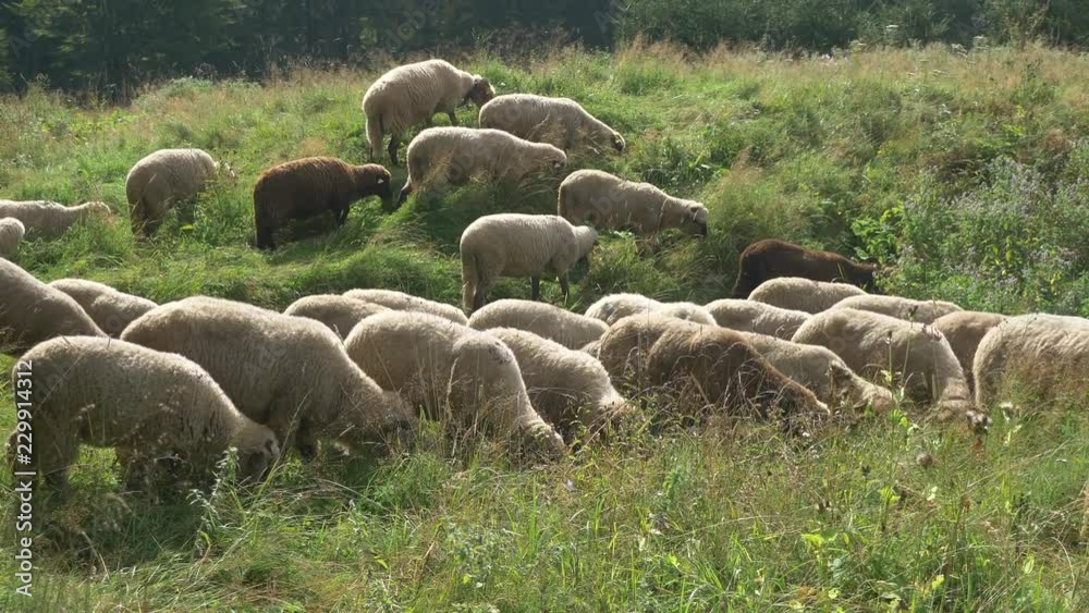 Lots of sheep eating grass at the mountain near the forest. Lots of sheep eating grass at the mountain near the forest.