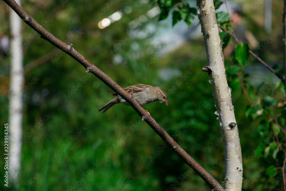 Little bird over a tree branch. Zaryadye Park. Moscow, Russia