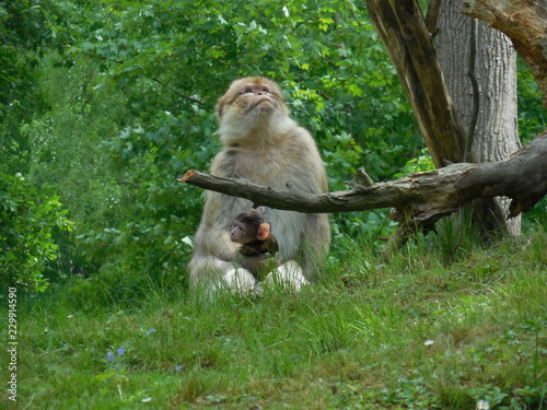 Affe