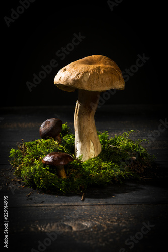 Bay boletus and boletus on moss photo