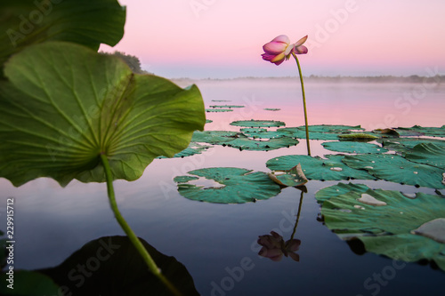 Fototapeta Naklejka Na Ścianę i Meble -  Lotus flower on a lake in sunset