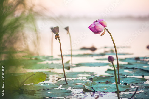 Fototapeta Naklejka Na Ścianę i Meble -  Lotus flower on a lake in sunset