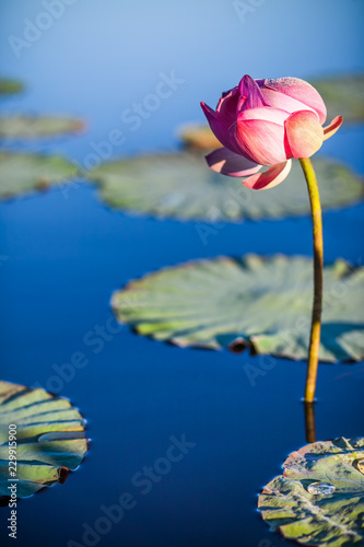 Fototapeta Naklejka Na Ścianę i Meble -  Lotus flower above the blue water