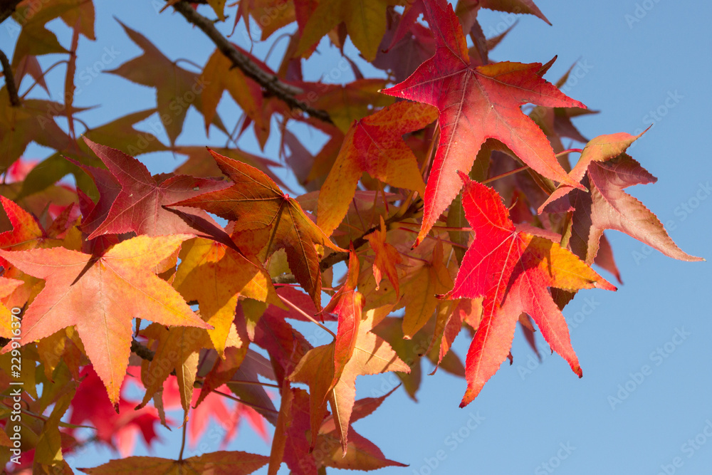 Fototapeta premium Herbstbläter Ahorn rot