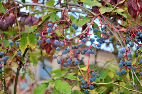 nice tender blue virginia creeper fruits in autumn