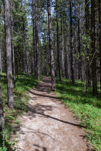  Path through a forest with tall pine trees on both sides, leading towards the unknown in the Canadian Rocky Mountains.
