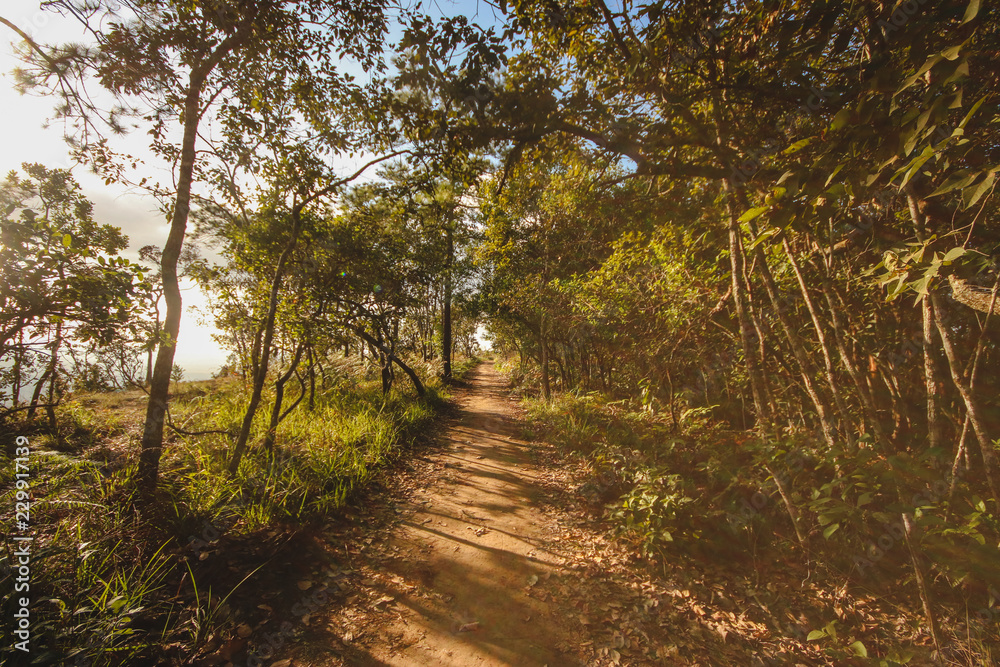Forest,in the jungle,nature,sky,stone,view,tree,light,Mountain Forest,in the jungle,nature,sky,stone,view,tree,light,Mountain