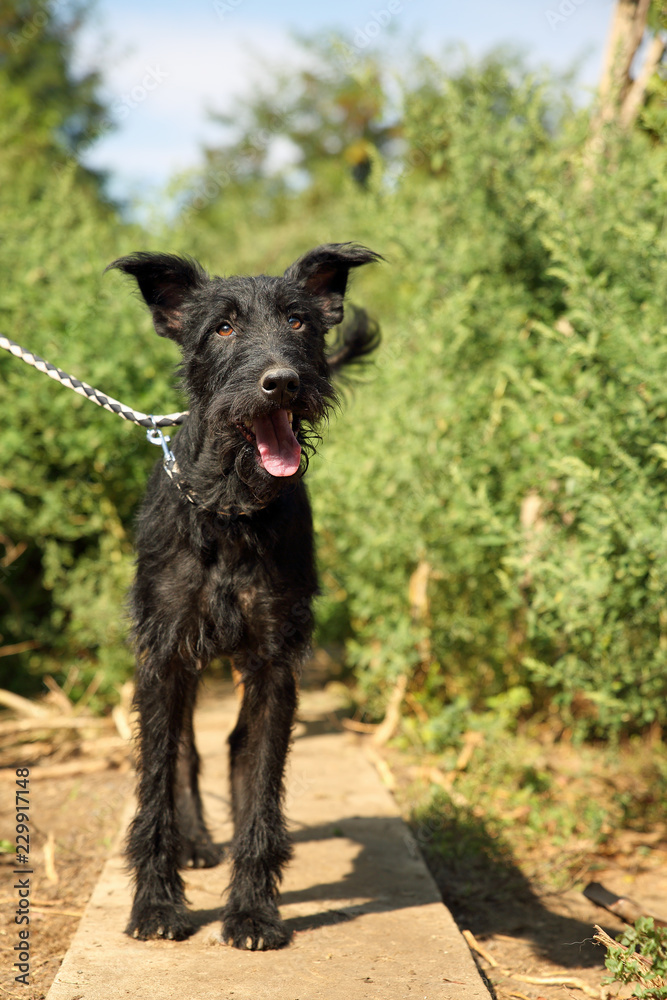 Fototapeta premium Outdoors portrait of a cute Schnauzer mixed black dog on a leash, with dirty and clotted hair, saved from the street