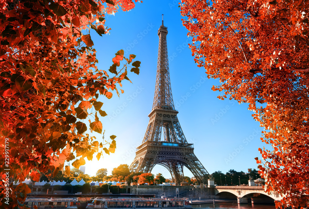 Maple tree in Paris