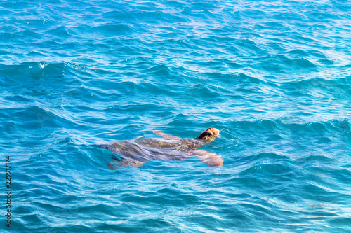 Turtle Caretta caretta on the high seas photo