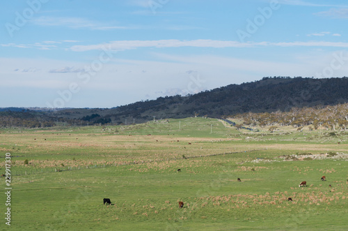 Cows grazing in a lush field