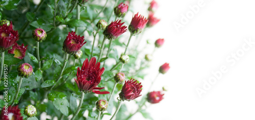 Small dark red chrysanthemum buds on white background in mild light