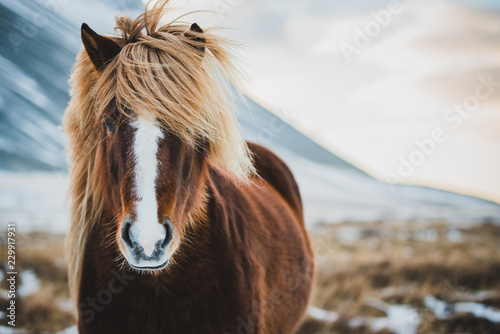 Canvas Print Portrait of Icelandic wild horse