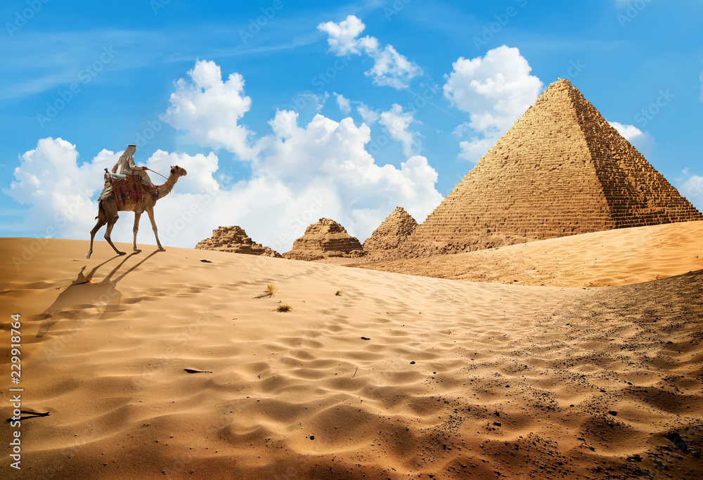Fototapeta premium Wielbłąd w pobliżu piramid