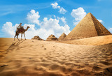 Camel near pyramids