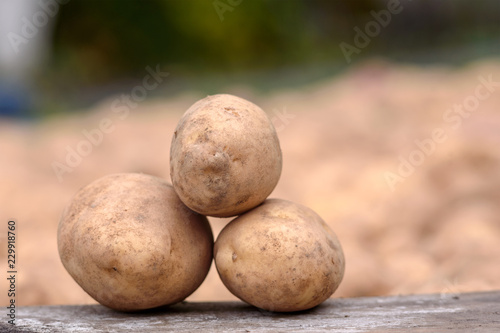 tubers of potatoes after harvest on eart
