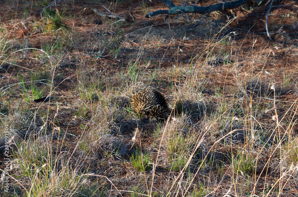 Echidna walking away through short grass Echidna walking away through short grass