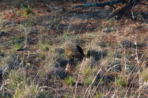 Echidna walking away through short grass