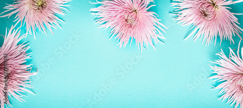pink real beautiful chrysanthemum on blue background