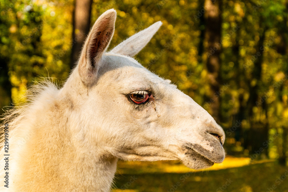 Portrait of a white domesticated lama. Life on the farm. Lama glama Portrait of a white domesticated lama. Life on the farm. Lama glama