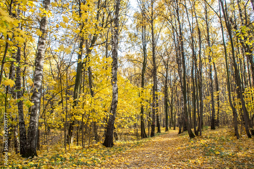 Warm golden autumn