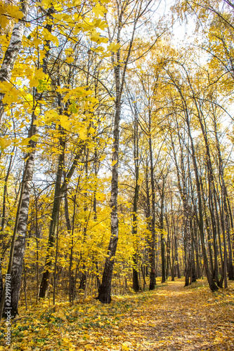 Warm golden autumn