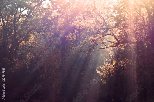 Sunbeams in a Forest 