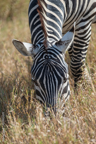 Fototapeta Naklejka Na Ścianę i Meble -  Zebra eating grass