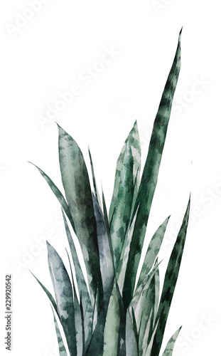 Акварельное растение сансеверия, watercolor sansevieria
