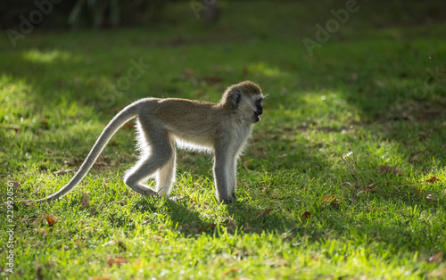 black faced vervet monkey