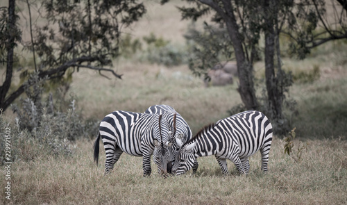 zebra playing in bush