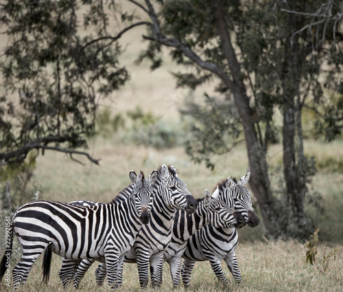 Fototapeta Naklejka Na Ścianę i Meble -  zebra playing in bush