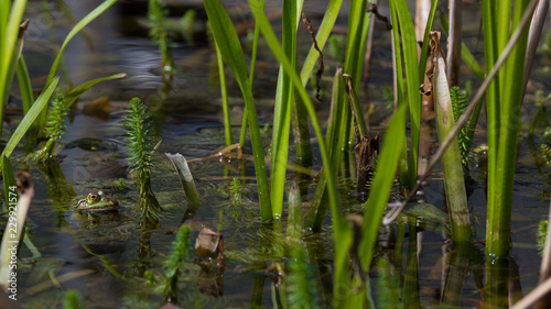 Ein Teichfrosch versteckt sich in Wasserpflanzen