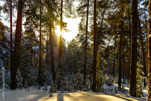 Winter minimalistic landscape of coniferous forest on a Sunny day