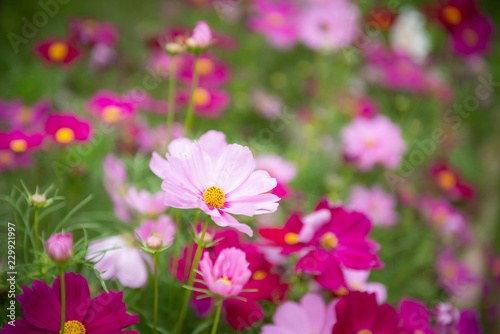 beautiful flowers in garden for background © thawatpong