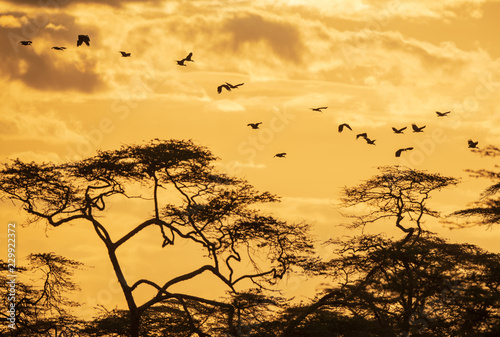 flying birds in back light © imphilip