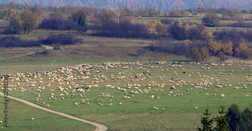 Liczne stado owiec na zielonym pastwisku w polskich górach