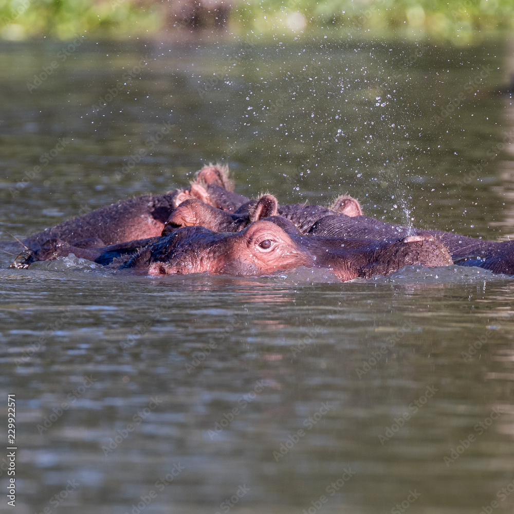 hippos in the river hippos in the river