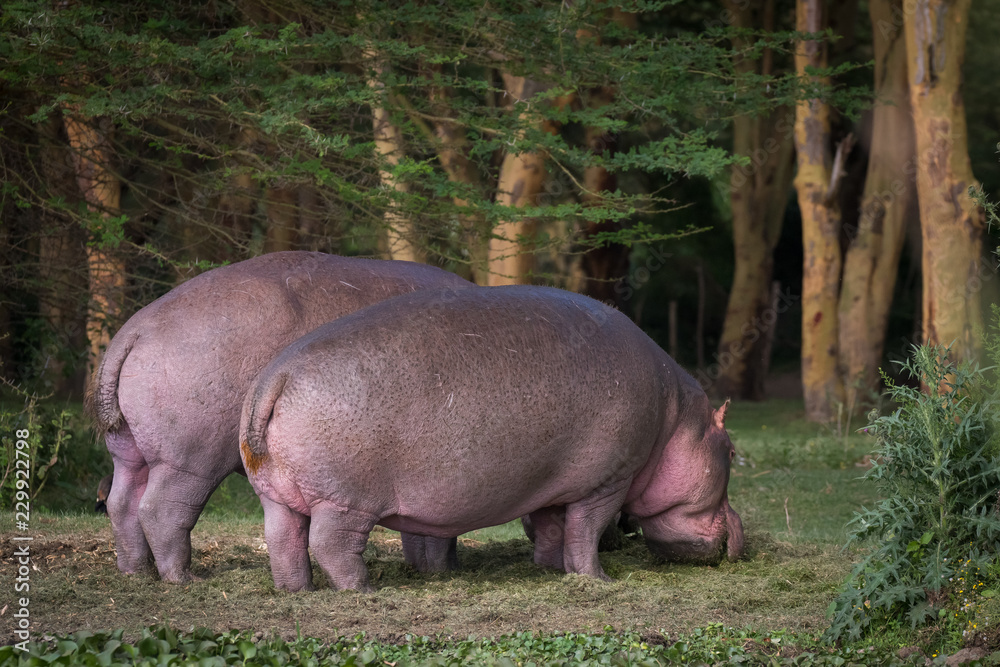 hippos on the bank hippos on the bank