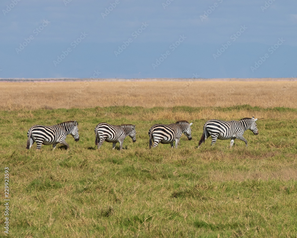 Fototapeta premium zebra walking in a line