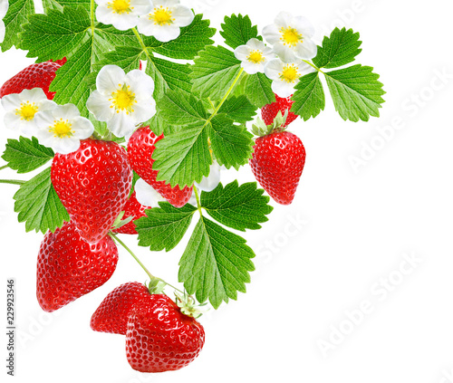 Tasty freshness strawberries