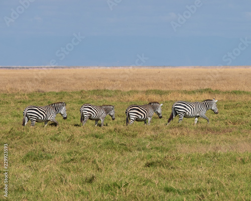 zebra walking in a line