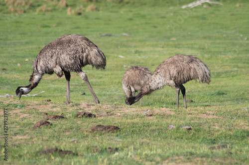 Emus walking and feeding in a field