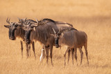 wildebeest in savanna