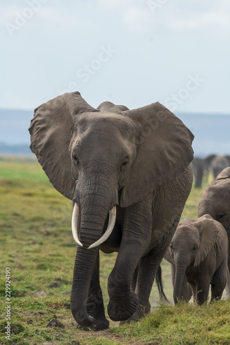 walking elephants group