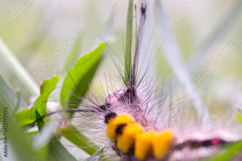 A macro photo of the head White-Marked Tussock Moth. These cool-looking caterpillars produce a quite plain and inconspicuous moth. © NajmiArif