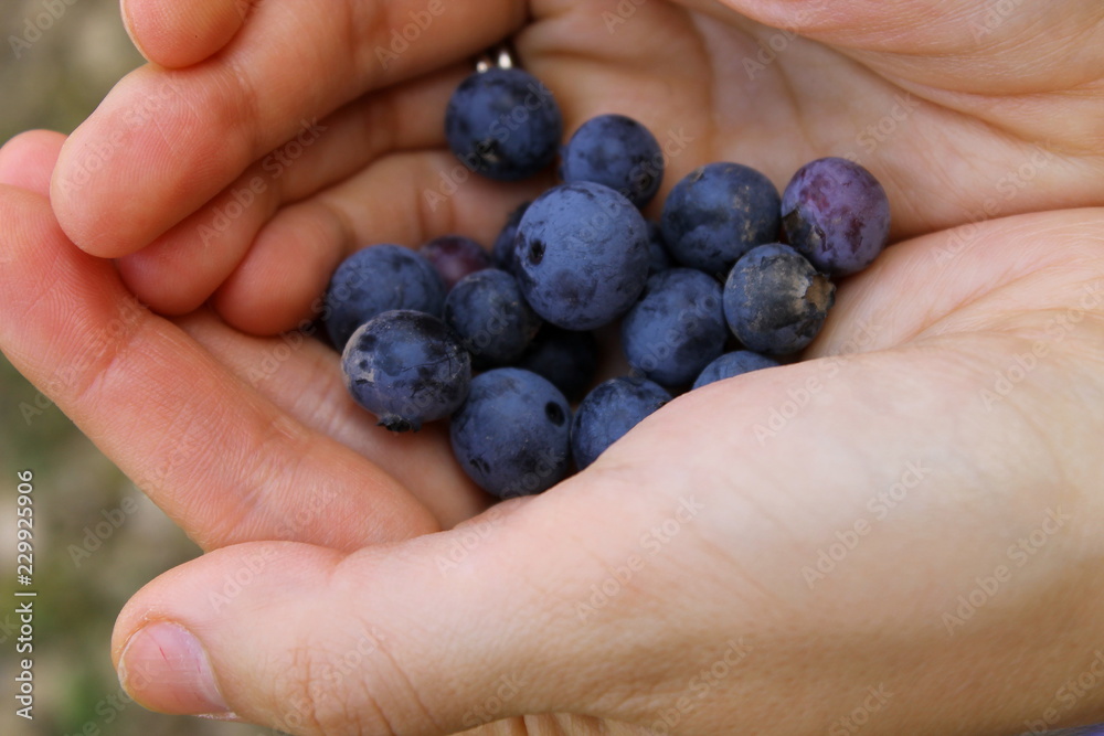 blueberry berry in the caring hands of the farmer blueberry berry in the caring hands of the farmer
