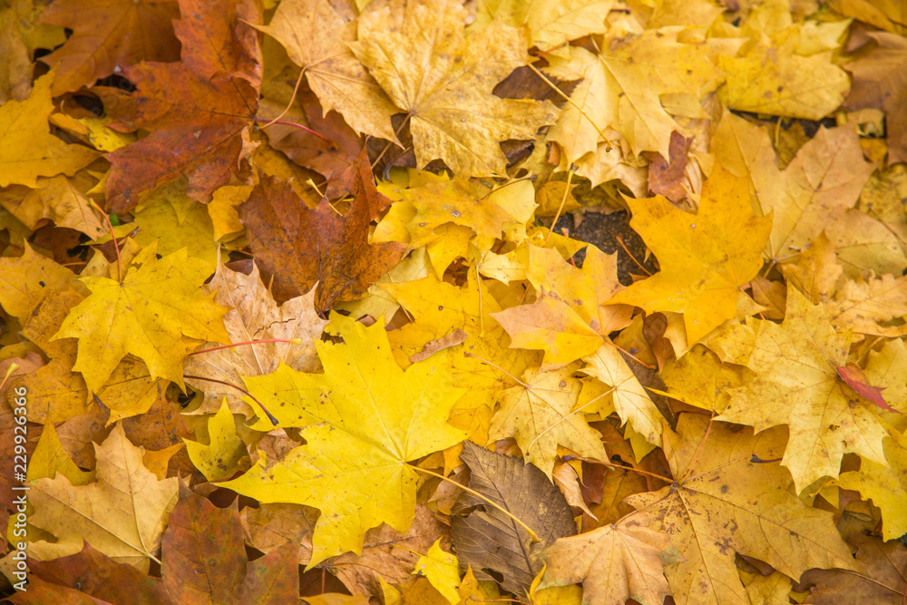 A beautiful autumn pattern of fallen maple tree leaves. Yellow leaves on ground. Riga, Latvia.